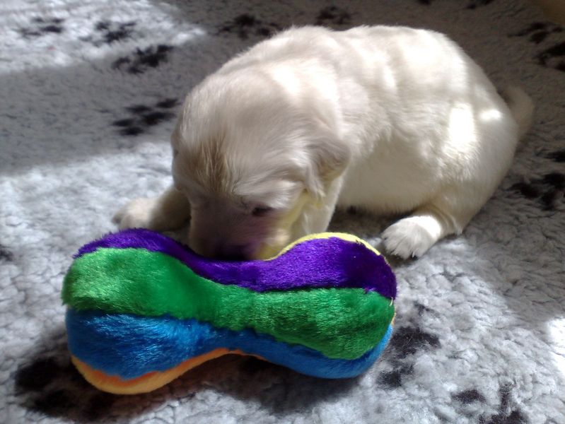 09072009_Stenatka a hracky_01.jpg