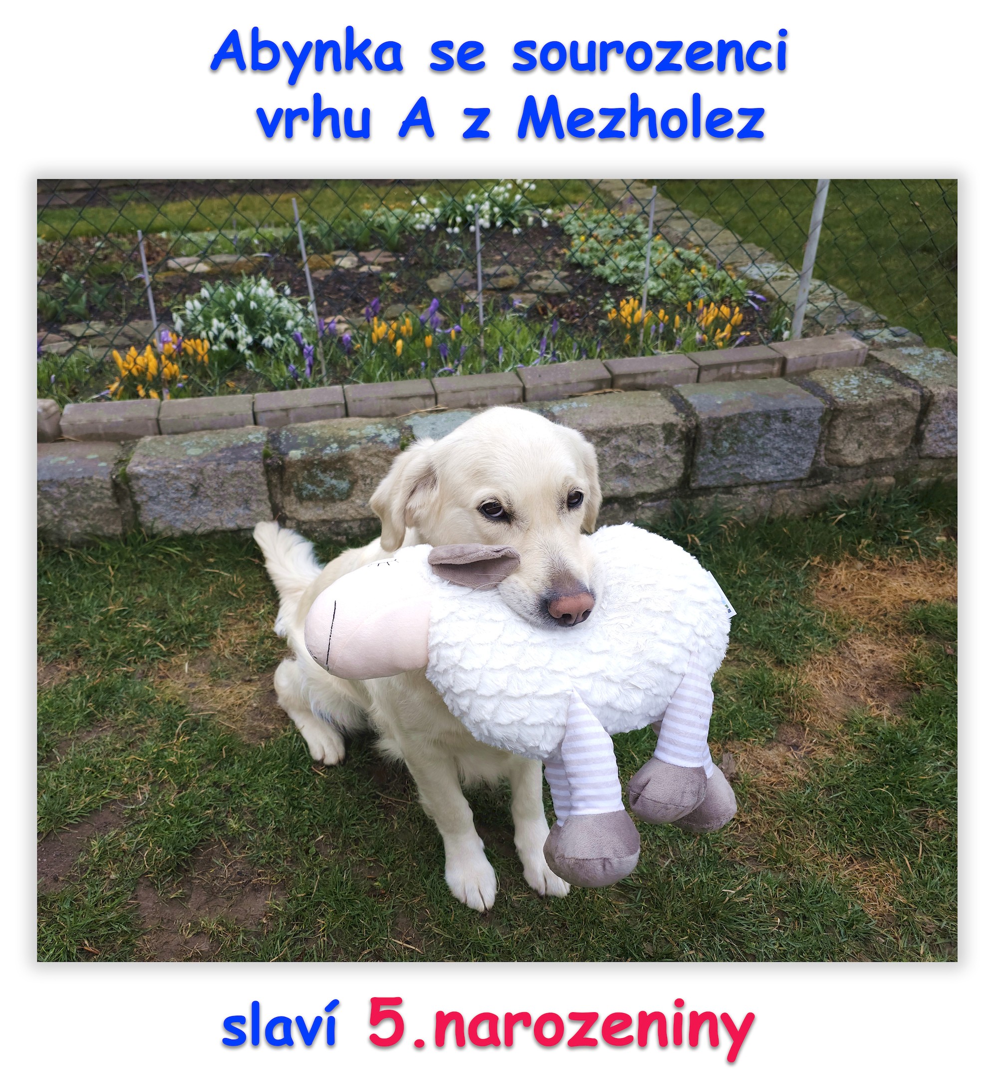 narozeniny-abynka-2025.jpg